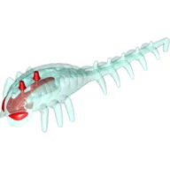 Large Figure Head / Brain with Red Centre