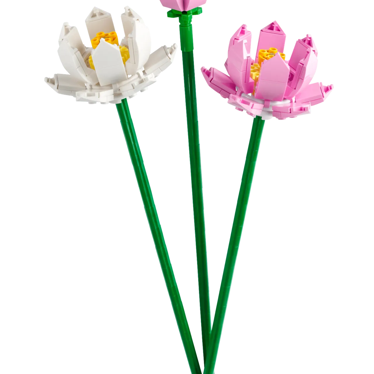 Lotus Flowers