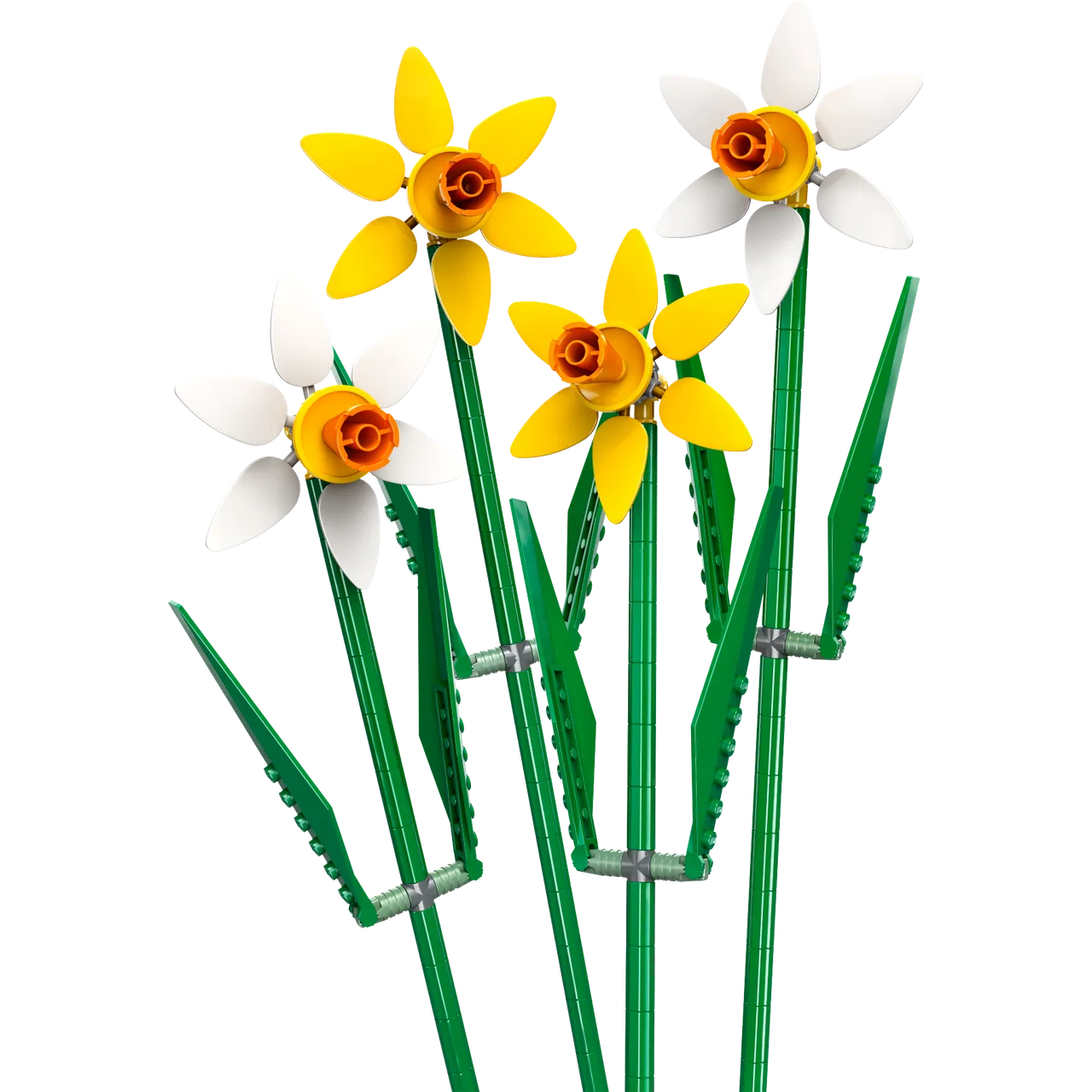 Daffodils