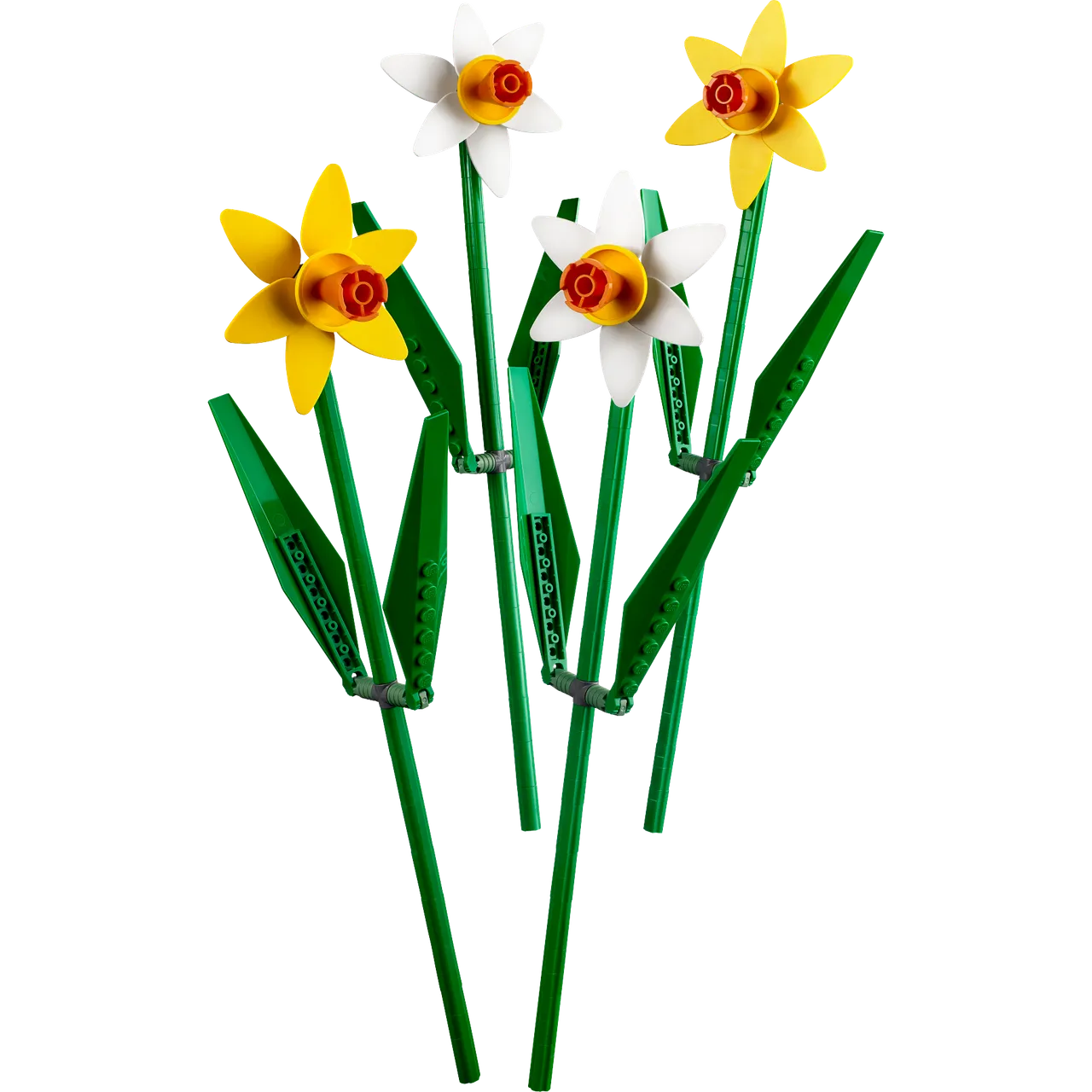 Daffodils