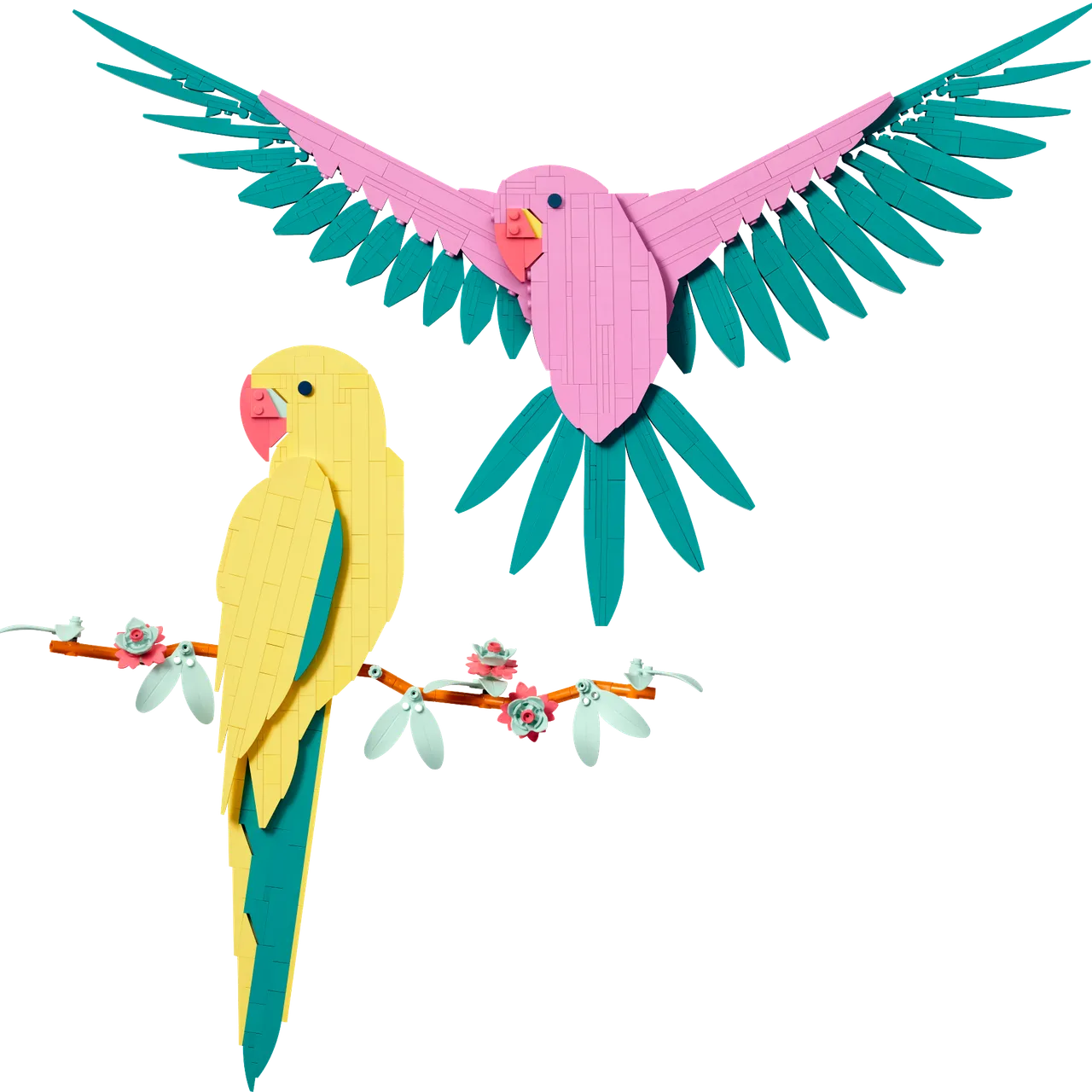 Macaw Parrots