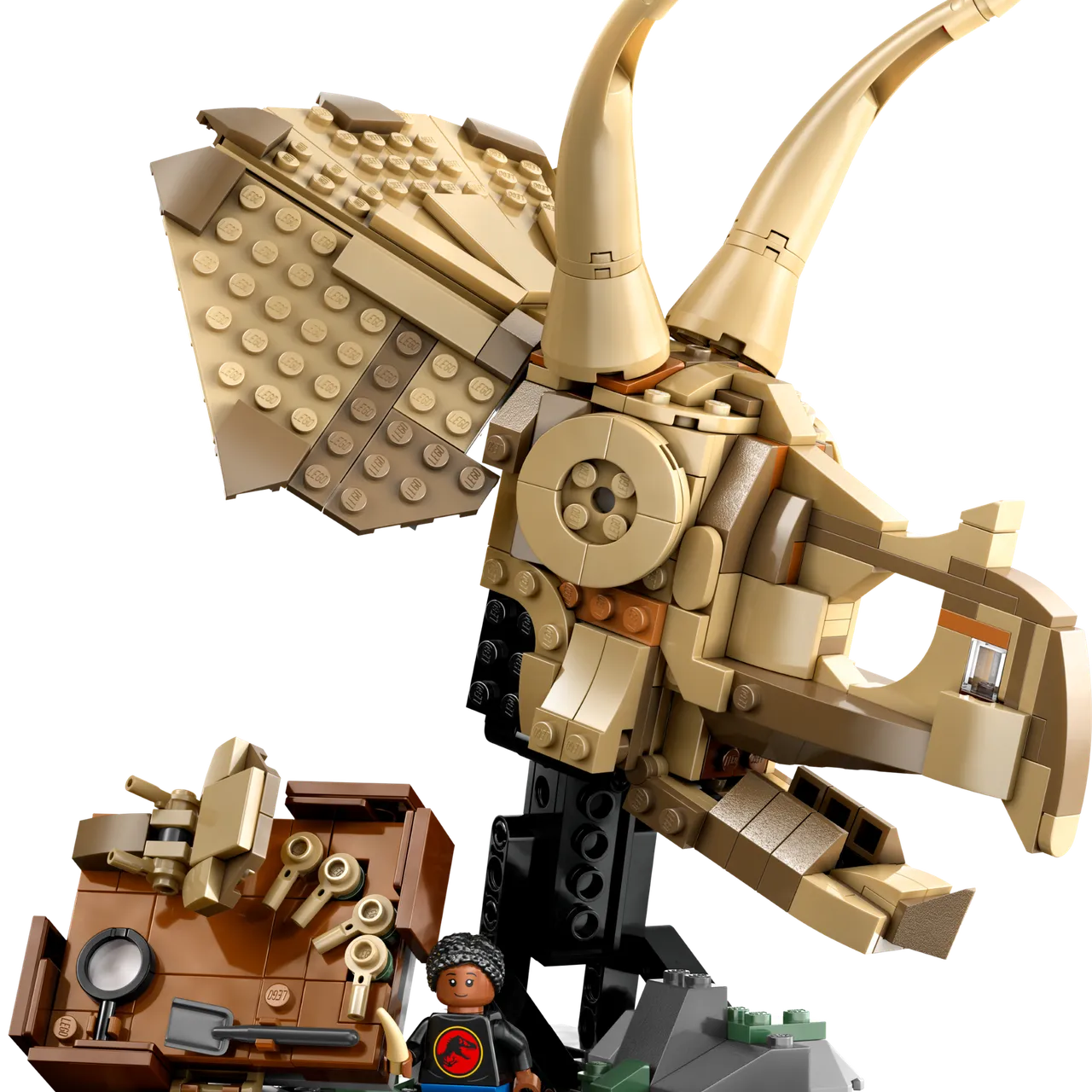 Dinosaur Fossils: Triceratops Skull