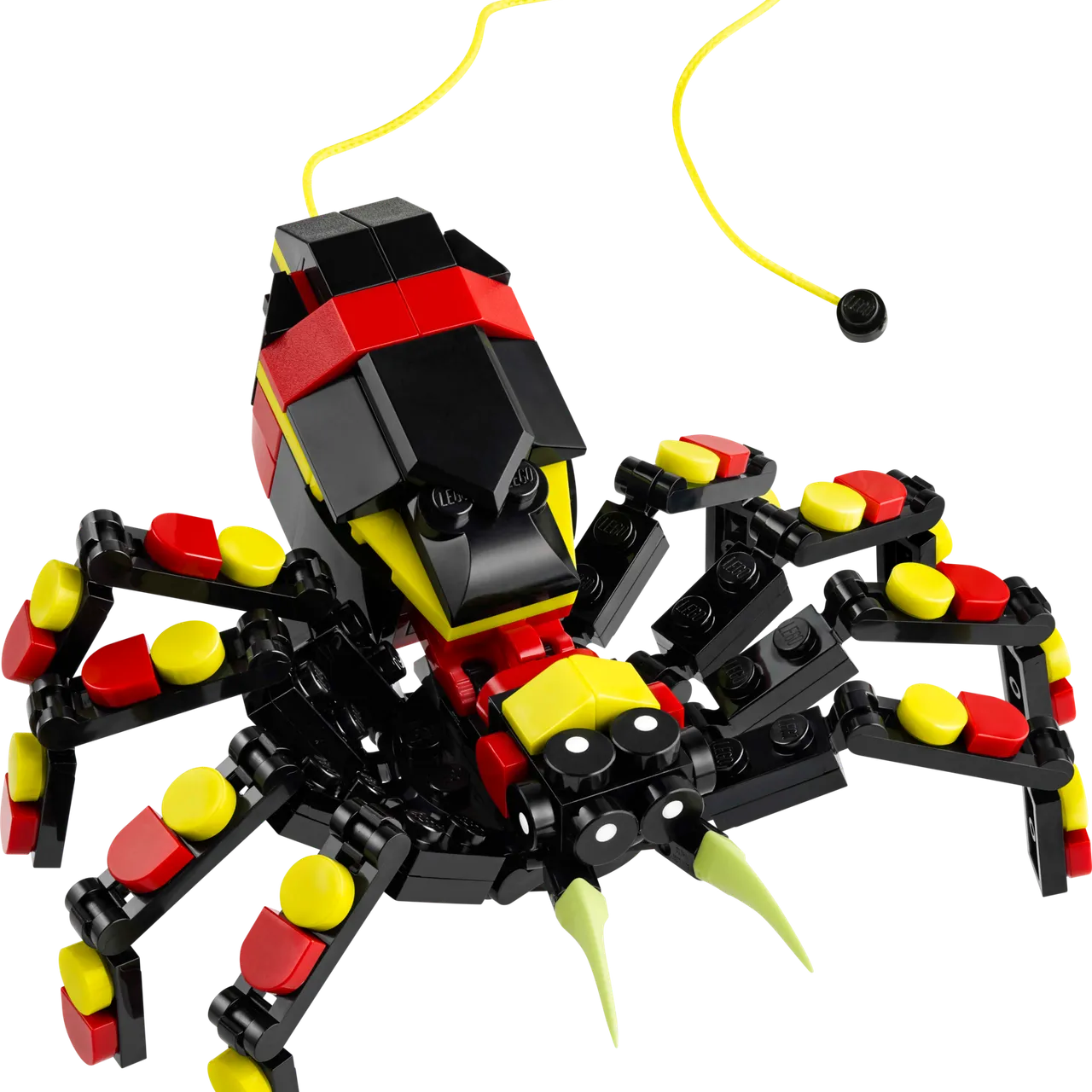 Wild Animals: Surprising Spider