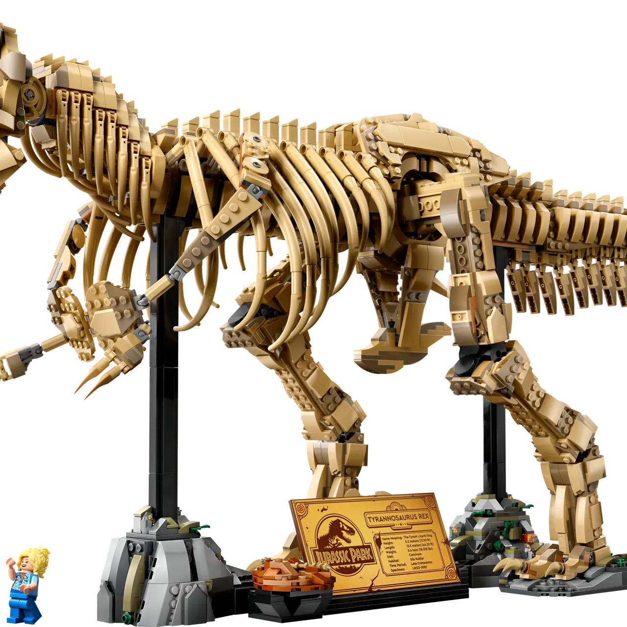 Dinosaur Fossils: Tyrannosaurus Rex