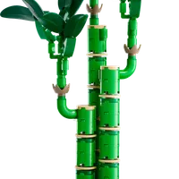 Lucky Bamboo
