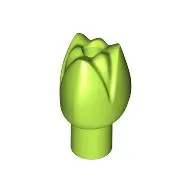 Plant, Flower, Tulip