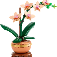 Mini Orchid