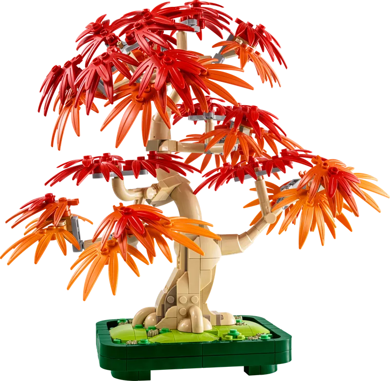 Japanese Red Maple Bonsai Tree